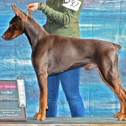 Doberman Pinscher Puppies from Sun Country Dobermanns