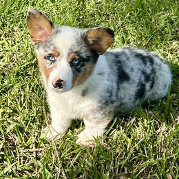 American Corgi and Pembroke Welsh Corgi Puppies from Wild West Corgis