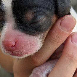 Golden Retrievers from TLC Pups