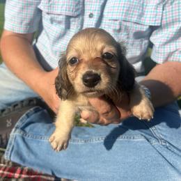 Lucah-3 - Cream male Dachshund puppy in Nashville, Georgia from Riverside Dachshund
