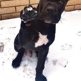Cane Corso and French Bulldog Puppies from JSM Corsos