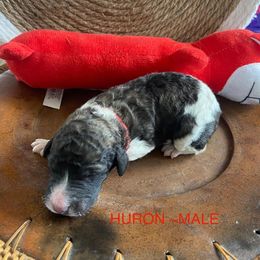 Poodle Puppies from High Mesa Standards