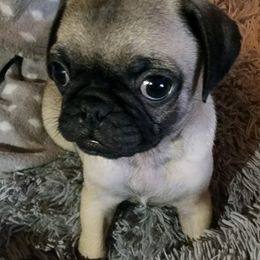 Pugs from Renee's Pugs