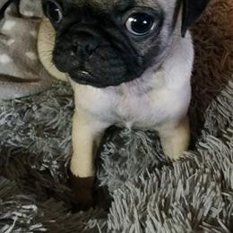 Pugs from Renee's Pugs