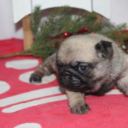 Reno - Fawn male Pug puppy in Tuscola, Illinois from Dream on puppies