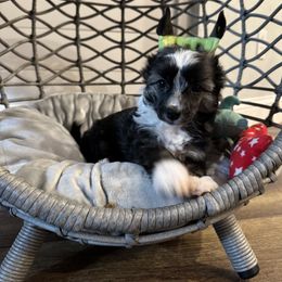 Angelica - Cream female Chinese Crested puppy in Venice, Florida from Crowned Chinese Cresteds