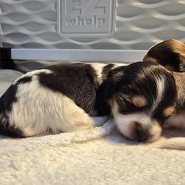 Minnie - Piebald female Dachshund puppy in North Waterboro, Maine from Poole Family Miniature Dachshunds