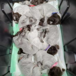 Wirehaired Pointing Griffon puppies from Saint Barbara's Wirehaired Pointing Griffons