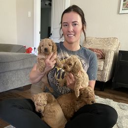 Goldendoodle Puppies from C.P. Puppy Buddies