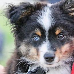 Toy Australian Shepherd Puppies from Kickapoo Creek Toy Aussies