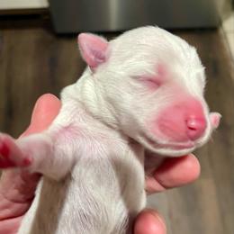 Merlin - White male Miniature Schnauzer puppy in Interlachen, Florida from Pam's Schnauzers