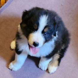 Levi - Black tri-color male Australian Shepherd puppy in Athens, Tennessee from Mimi's Aussie