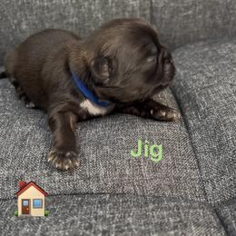 Jig - Chocolate male Shih Tzu puppy in Vernon, New Jersey from Calta’s Cute Shih Tzu