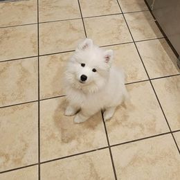 Samoyed Puppies from Hill Country Samoyeds