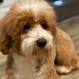 Australian Labradoodles from Atlantic Labradoodles