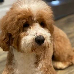 Australian Labradoodles from Atlantic Labradoodles