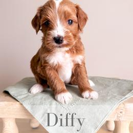 Diffy - Red  male Goldendoodle puppy in Melba, Idaho from KZ Doodles