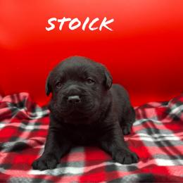 Stoick - Black male Labrador Retriever puppy in Texas from Raley Retrievers