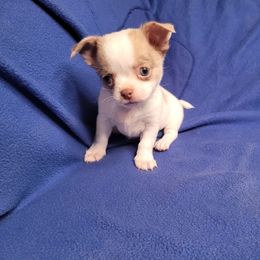 Spot - Merle male Chihuahua puppy in Warsaw, Virginia from B&D Chihuahuas