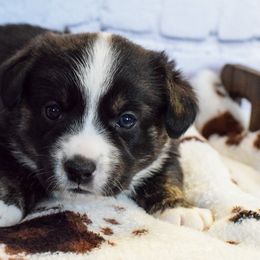 Holly - Cardigan Welsh Corgi puppy from Star N Cardigan Corgis