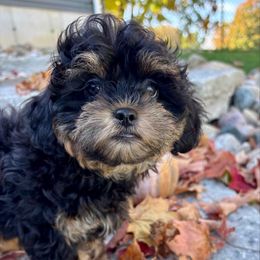 Wheat - Brown female Shihpoo puppy in Howard City, Michigan from Petite Joie Puppies