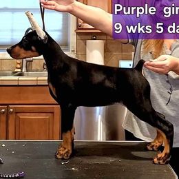 Girl 5 - Black and rust Doberman Pinscher puppy in Jefferson Township, New Jersey from Tristel Dobermans