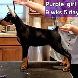 Girl 5 - Black and rust Doberman Pinscher puppy in Jefferson Township, New Jersey from Tristel Dobermans