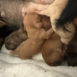 Boy 3 - male Dachshund puppy in Woodland, California from Long Little Doggies