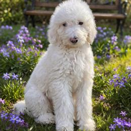 Daisy - White female Sheepadoodle puppy in Thornville, Ohio from Four Front Doodles & Friends
