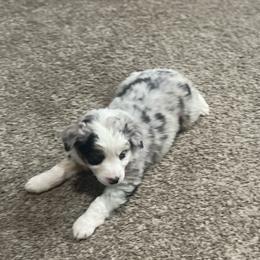 Blue Merle Girl - Blue merle female Australian Shepherd puppy in Lebanon, Oregon from Mt. Hope Aussies