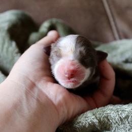 Girl 2 (Ring) - Red tri-color female Australian Shepherd puppy in Brooker, Florida from The Great Bambino SunState Aussies!