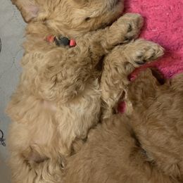 German Shorthaired Pointer and Labradoodle Puppies from Faddis Family Farms