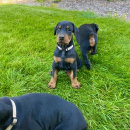 Girl 5 - female Doberman Pinscher puppy in Cheney, Washington from European Dobermans by Diana