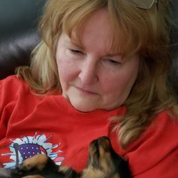 Dachshund Puppies from OzO Dachshunds