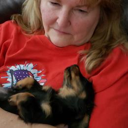 Dachshund Puppies from OzO Dachshunds