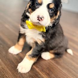 Fruity Pebbles - Tri-color male Bernedoodle puppy in Marion, Ohio from Doodles & Doxies