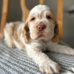 English Springer Spaniel Puppies from Wildwood