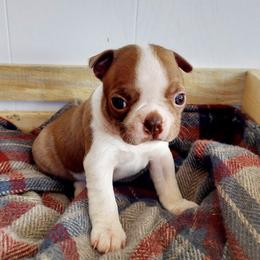 Blossom - Red female Boston Terrier puppy in Weiser, Idaho from Boston Tea Party Terriers