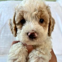 Grumpy - Brown and white male Cockapoo puppy in Adrian, Oregon from ApplebyFarm