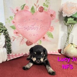 Lucy II - Black and white female Schnoodle puppy in Tucson, Arizona from Smart Schnauzers & Schnoodles