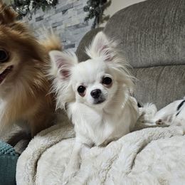 Razzle - Chihuahua