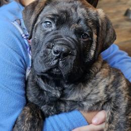 Bullmastiff Puppies from Valkyrie Bullmastiffs