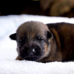 Evo - Sable male German Shepherd puppy in Youngsville, North Carolina from Di casa Esperanza
