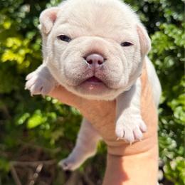 Winnie - Cream male French Bulldog puppy in Hemet, California from Bowman Pups