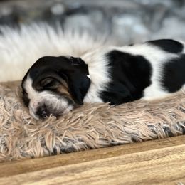 Drumstick - Black brown and white male Basset Hound puppy in Lone Jack, Missouri from Wee Little Bassets