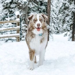 Australian Shepherds from Mission Mountain Australian Shepherds