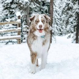Australian Shepherds from Mission Mountain Australian Shepherds