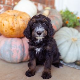 Duke - Tri-color male Bernedoodle puppy in Ardmore, Oklahoma from Mop Top Doodle Co.