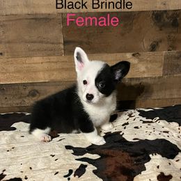Girl 2 - female American Corgi puppy in Plattsmouth, Nebraska from Moonlit Ranch