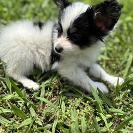 Boston Terrier and Papillon Puppies from Sassy Pap Farms